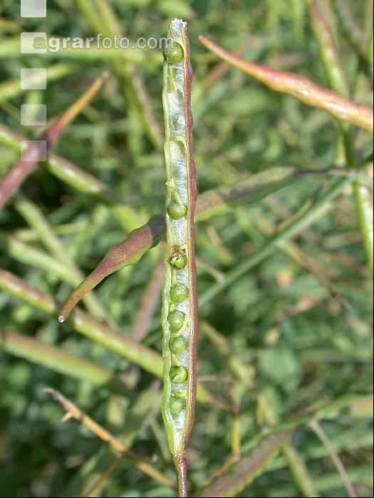 Raps Schote unreif 6