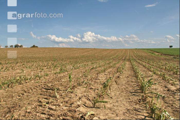 Hagel Kartoffeln J 1