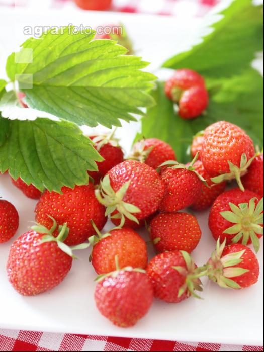 Erdbeeren 7