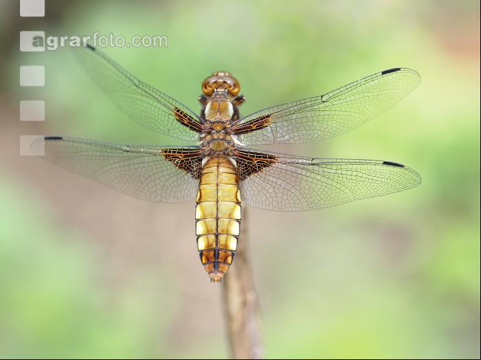 Libelle 4