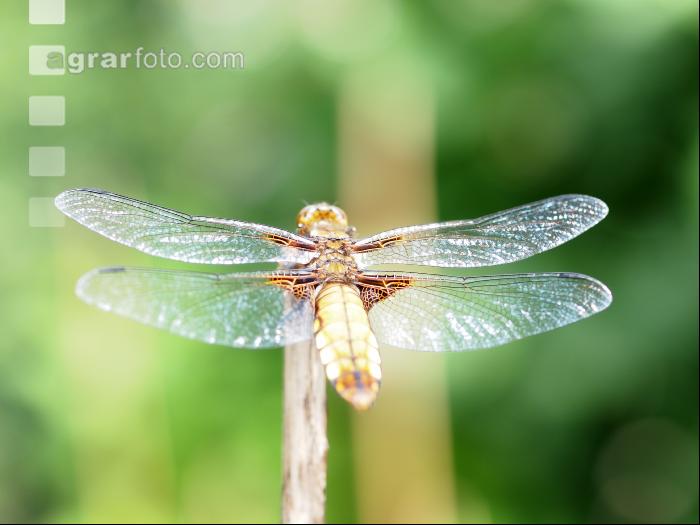 Libelle 3