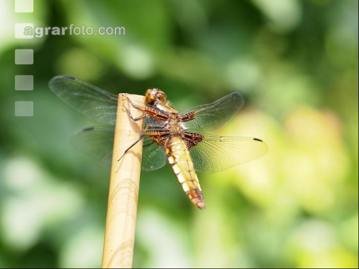 Libelle 2