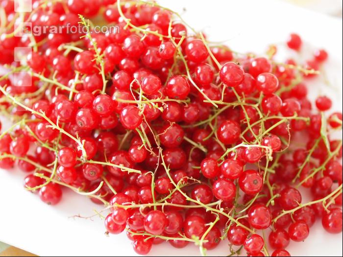 Johannisbeere rot 1