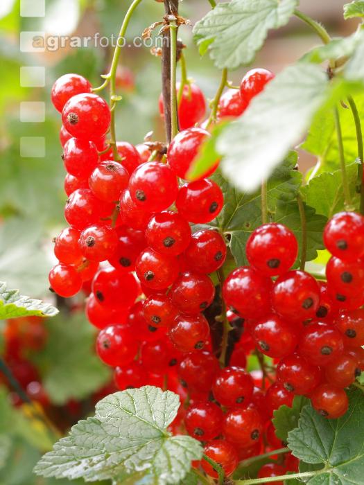 Johannisbeere rot 4