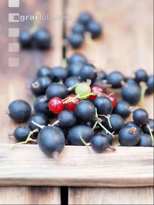 Jostabeeren 2