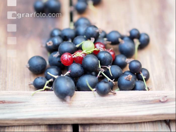 Jostabeeren 1
