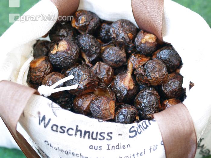Waschnüsse 1
