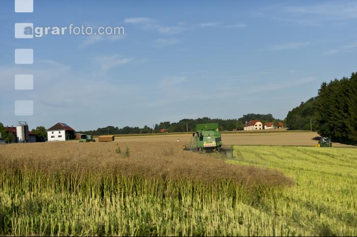 Raps Ernte 120