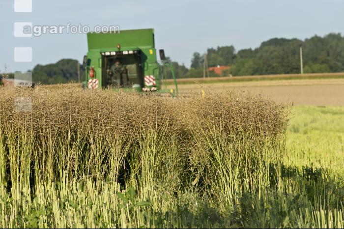 Raps Ernte 125