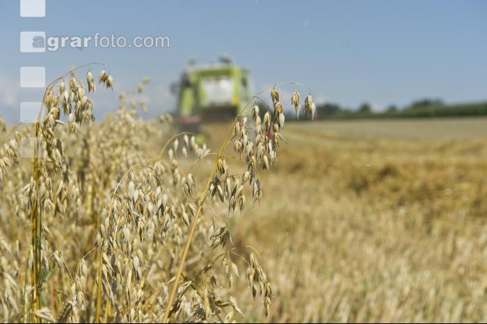 Hafer Ernte 4