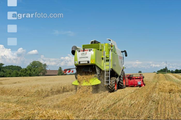 Hafer Ernte 6