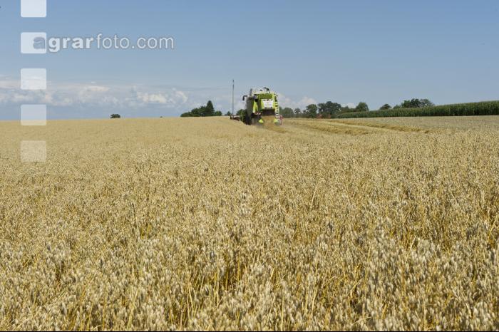 Hafer Ernte 7