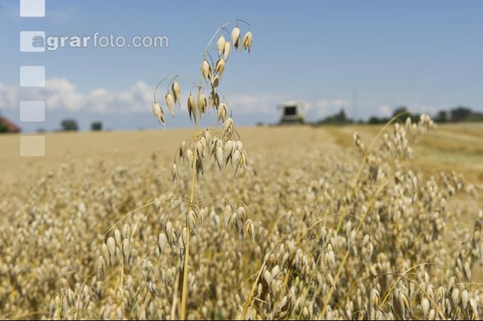 Hafer Ernte 8