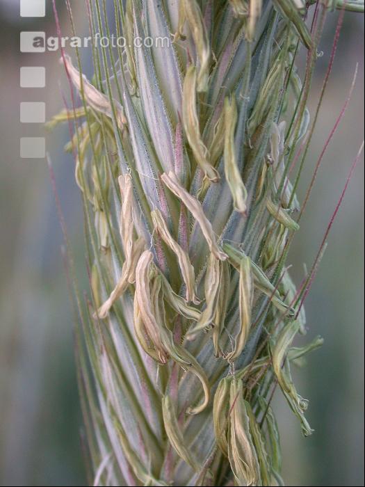 Roggen Blüte 1