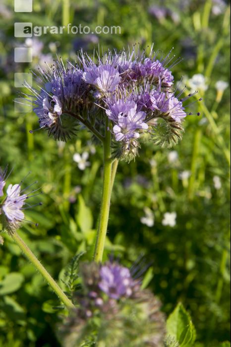 Phacelia Blüte 5