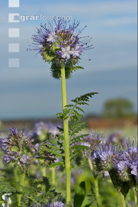 Phacelia Blüte 8