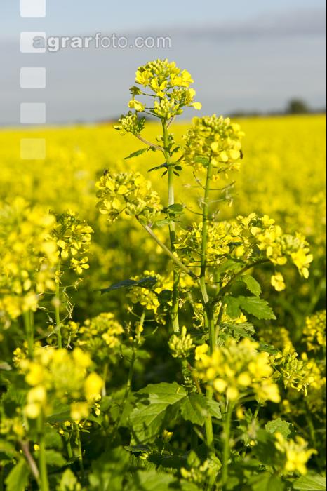 Senf Blüte 2