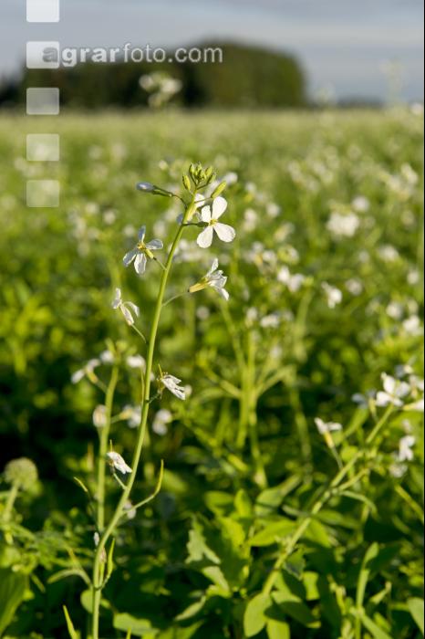 Ölrettich Blüte 8