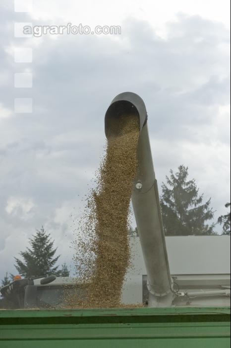 Gerste Ernte 82