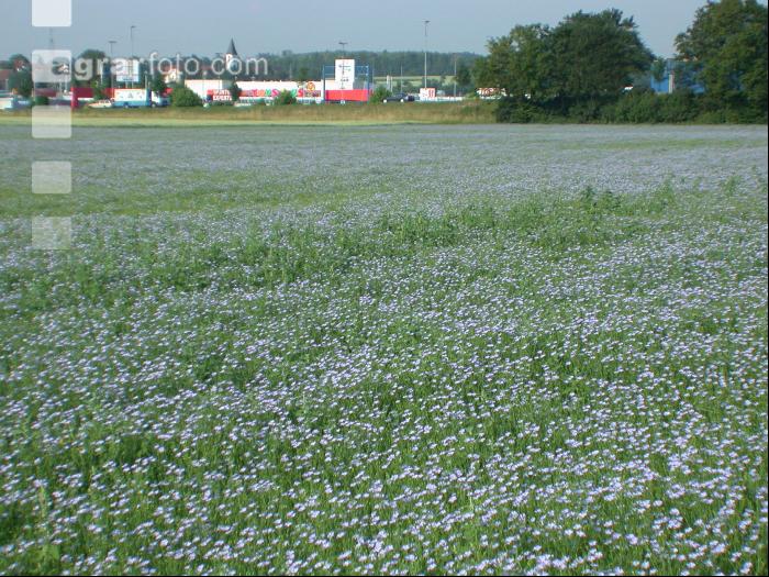 Lein Blüte 3