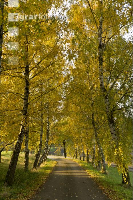 Herbststimmung 1