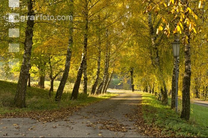 Herbststimmung 2