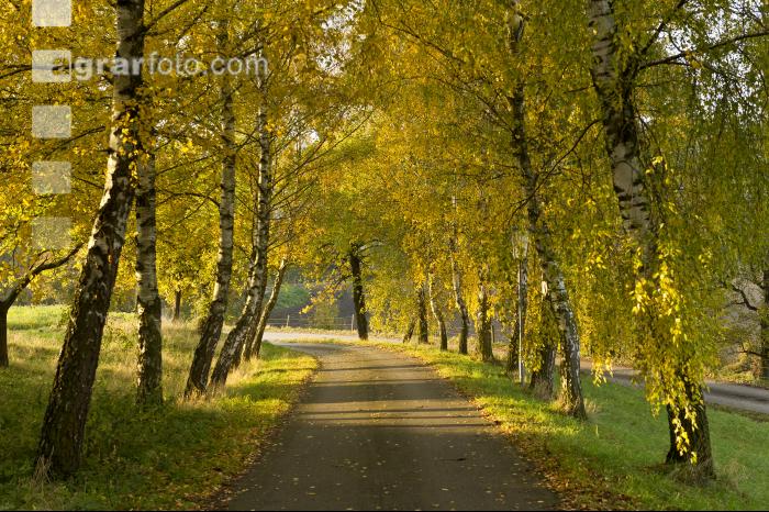 Herbststimmung 3