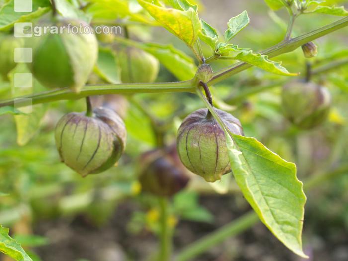 Tomatillo 1