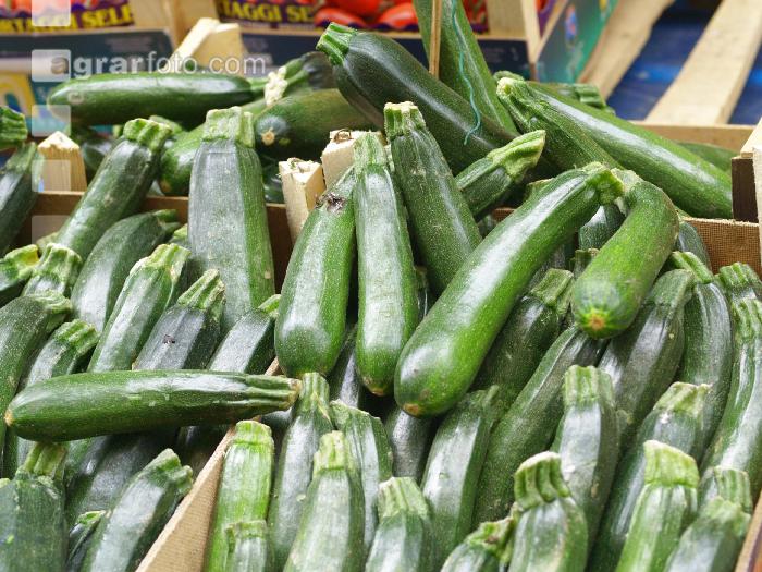 Zucchini 14