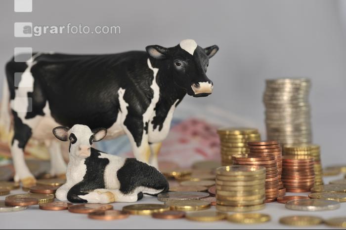 Finanzen Rinder 14