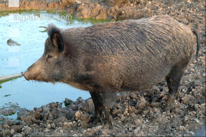 Wildschweine 7