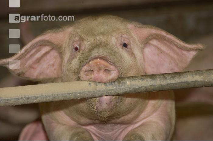 Mastschweine 65