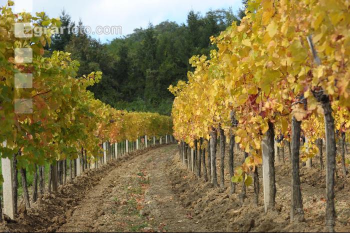 Weingarten Herbst 31