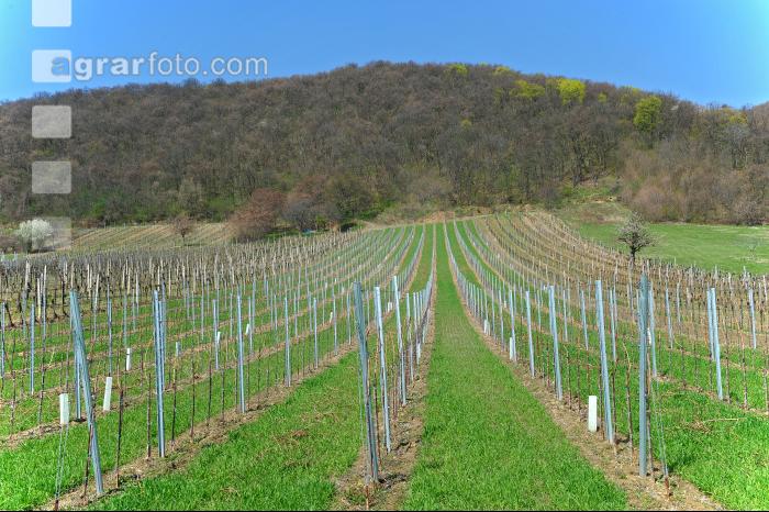 Wein Junganlage 14