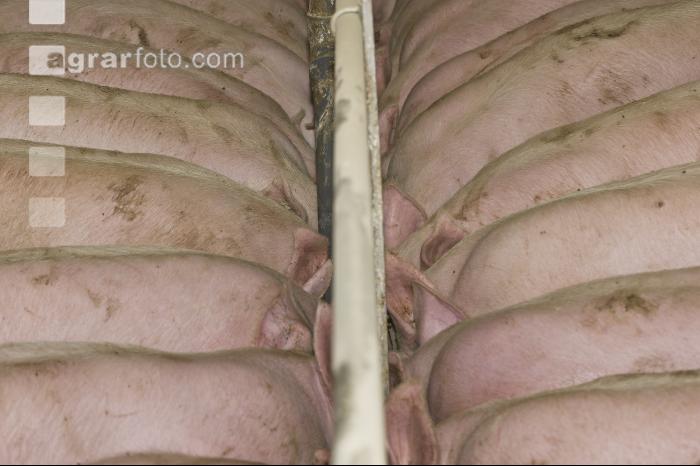Schweine fressen 22