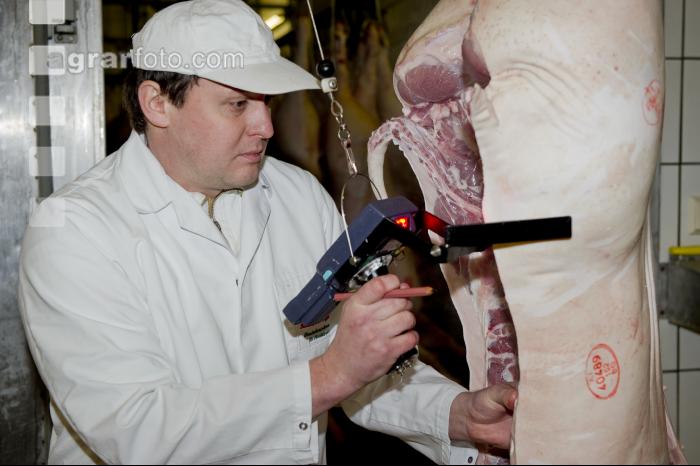 Schwein klassifizieren