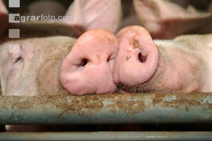 Mastschweine 7