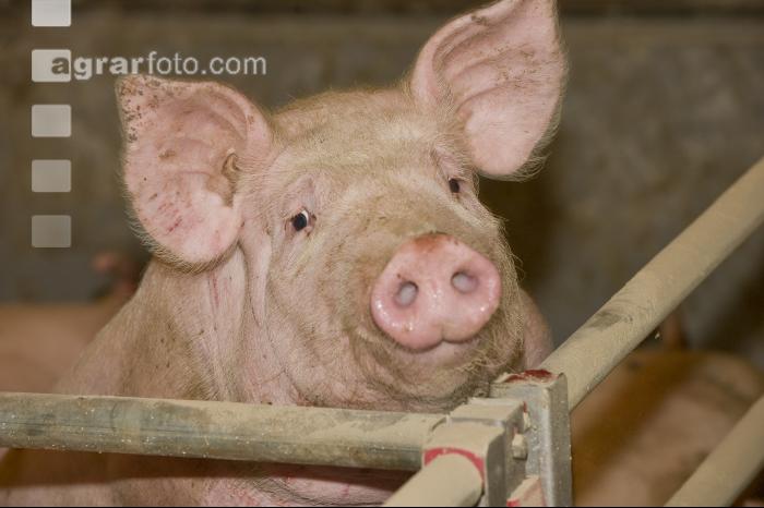 Mastschweine 60