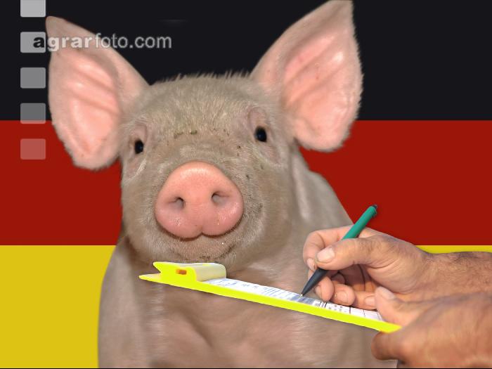 Ferkel Preis 1