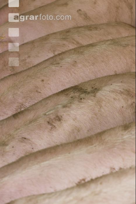 Schweine fressen 25