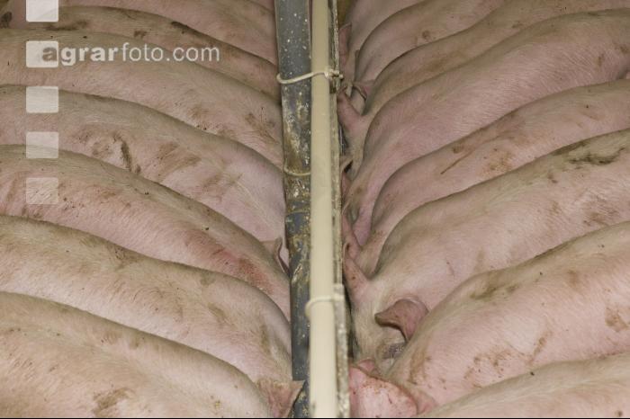 Schweine fressen 24
