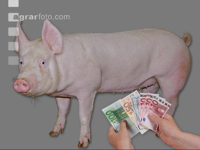 Schweinepreis 3