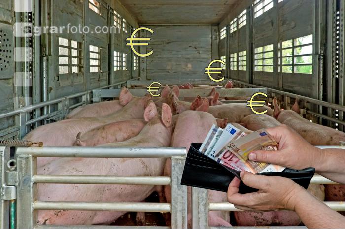 Schweine auf Lastwagen