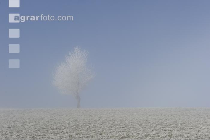 Baum im Herbstnebel 1
