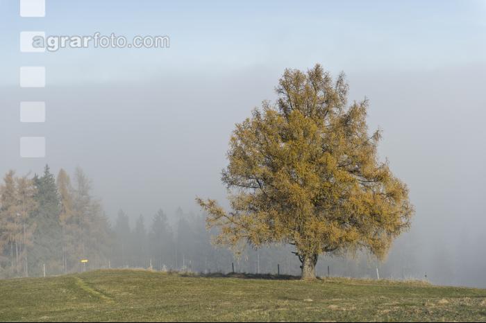 Baum im Herbstnebel 2