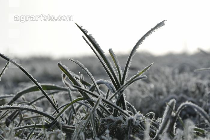 Frost Dauerwiese 2