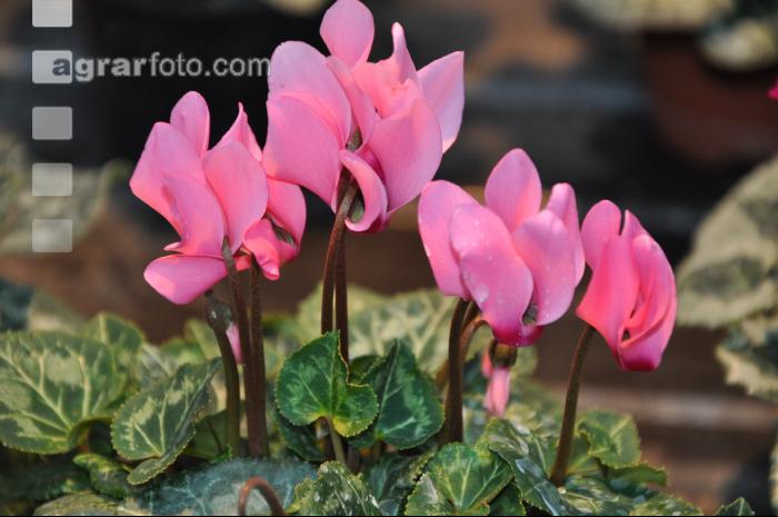 Cyclamen 13