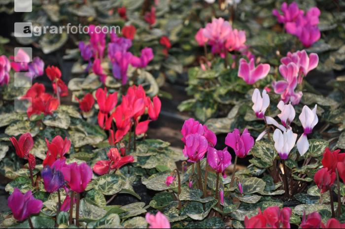 Cyclamen 12