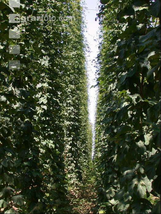 Hopfen 13