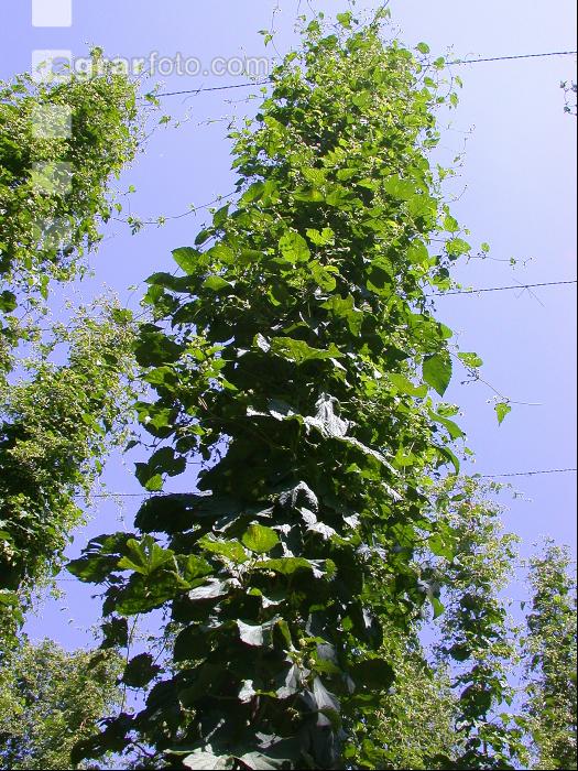 Hopfen 12